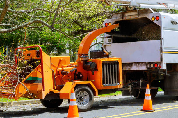 Why Choose Our Tree Removal Services in King Arthur Park, MT?